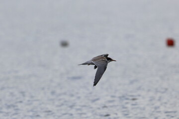 juvenile commone tern