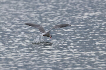 common tern