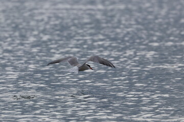 common tern