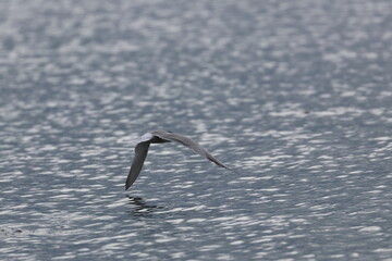 common tern