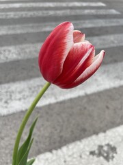 Tulipán urbano