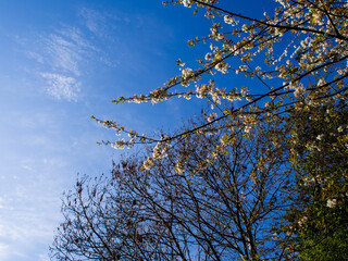 MORNING WALK IN THE PARK WITH CAMERA.