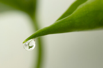 green leaf with water droplet