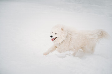 White Samoyed Dog Or Bjelkier, Smiley, Sammy Playing Fast Running Outdoor In Snow, Snowdrift At Winter Day. Playful Pet Outdoors