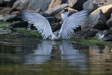 juvenile commone tern