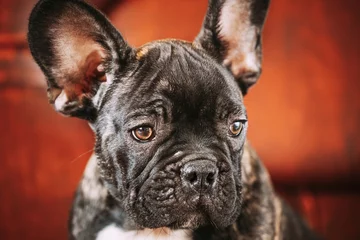 Poster Schließen Sie herauf Porträt des jungen schwarzen Hundewelpen der französischen Bulldogge. Lustiges Hundebaby mit schöner schwarzer Schnauze mustert Bulldoggen-Hündchen. Entzückender Bulldoggen-Welpe © Grigory Bruev