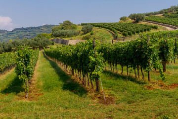Vineyards over the Verona's hills