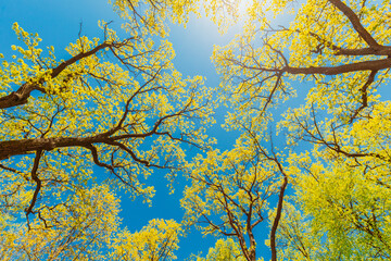 Canopy Of Tall Trees With Young Spring Foliage Leaves Lush. Spring Sunlight In Upper Branches Of Flora Woods In Deciduous Forest. Beautiful Nature. Beauty In Nature. Environment Background And Concept