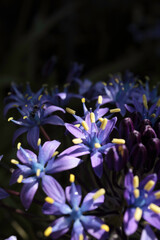 庭の植物、生き物たち