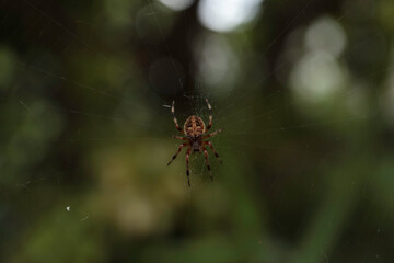 庭の植物、生き物たち