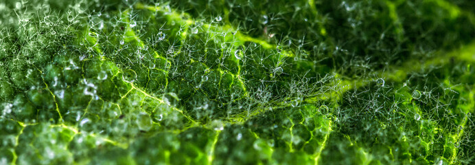 Green leave with water drops. After rain. Selective focus, macro close up