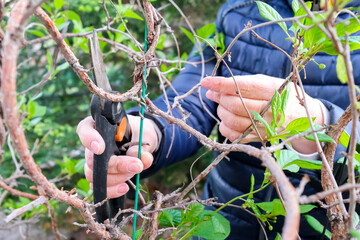 Pruning climbing plants with pruning shears. Schisandra in spring