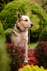 Pies siedzący na trawie w ogrodzie - 431129586
