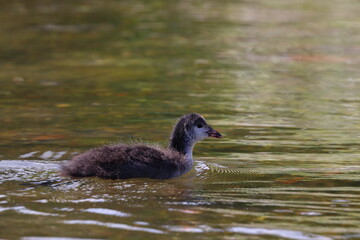 common coot