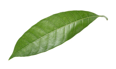 Obraz premium Mango leaf Green on a white background.