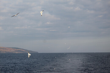 Fototapeta na wymiar seagull on the sea