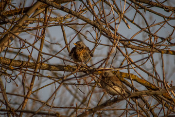 Thrush sits on a tree branch on a spring day