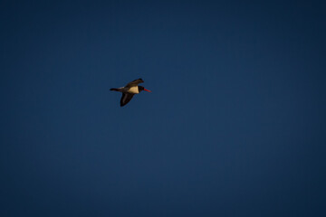 oystercatcher flies in the blue sky on a warm spring morning