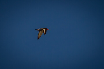 oystercatcher flies in the blue sky on a warm spring morning