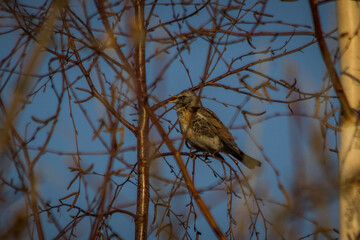 Thrush sits on a tree branch on a spring day