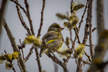 greenfinch bird sits on a branch on a warm spring morning