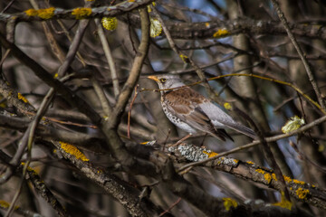 Thrush fieldfare sits on a tree branch in a spring day
