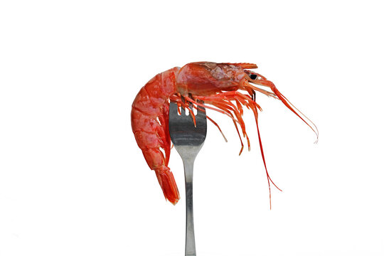 shrimp fork 