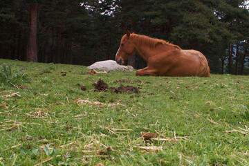 koń zwierze przyroda trawa drzewa rośliny