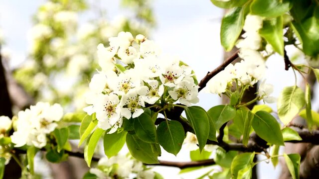 Pear blossom in full blum against ib the garden. Nature concept.