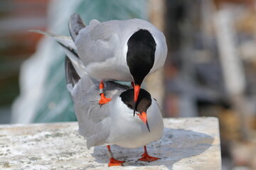 mating tern