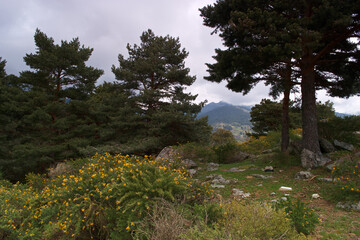 góry las rośliny natura flora zieleń