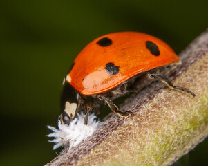 Ladybug