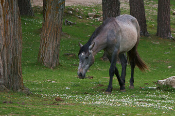 koń zwierze przyroda trawa drzewa rośliny © Piotr