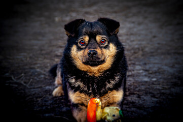 portrait of a black dog