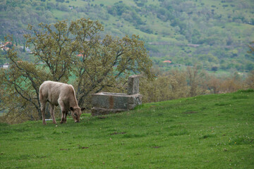 bydło krowy rogate trawa rośliny przyroda © Piotr