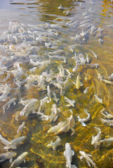 White Butterfly koi, longfin koi, or dragon carp are a type of ornamental fish notable for their elongated finnage. The fish are a breed of the common carp in the pool.