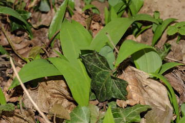 Blätter des Bärlauchs, Waldknoblacu, Allium ursinum