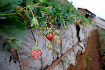 Closeup Fresh Strawberry plants in strawberry field , angkhang , chiang mai thailand