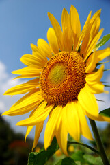 Fototapeta premium Closeup Sunflower is Big yellow flower in the field at Khao Jeen Lae Sunflower Feild Lopburi Thailand