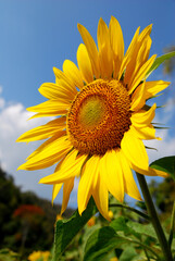 Closeup Sunflower is Big yellow flower in the field at Khao Jeen Lae Sunflower Feild Lopburi Thailand