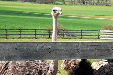 Blick &uuml;ber den Zaun - Ein Strau&szlig; blickt &uuml;ber das Gatter  in die Landschaft