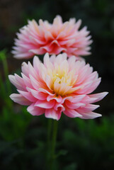 Closeup Pink Dahlia Flower - Beautiful nature  in the garden - picture from Doi angkhang Chiangmai thailand