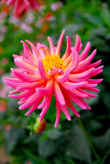 Closeup Pink Dahlia Flower - Beautiful nature  in the garden - picture from Doi angkhang Chiangmai thailand
