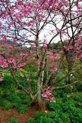 Wild Himalayan Cherry blossom with blue sky background  at angkhang thailand or call sakura thailand - Beautiful nature scene in winter thailand