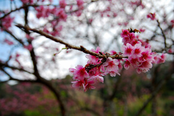 Closeup Wild Himalayan Cherry blossom with blue sky background  at angkhang thailand or call sakura thailand - Beautiful nature scene in winter thailand