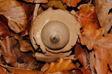 Pilz Erdstern, Halskrausen-Erdstern, Geastrum triplex, Geastrum sessile