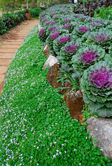 Green Cabbage Ornamental and Purple Cabbage Ornamental in the garden. Beautiful nature flower plant - picture from angkhang chiang mai thailand 