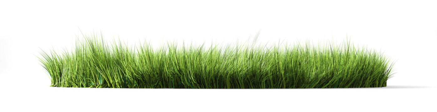 Green grass on white background. 3d illustration