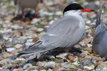 common tern ring