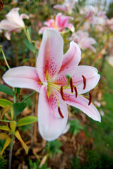 Closeup Pink Lily flower in the garden - Flower abstract background - image from chiangrai garden park thailand